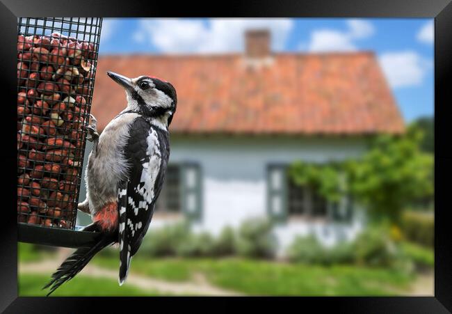 Young Great Spotted Woodpecker in Garden Framed Print by Arterra 