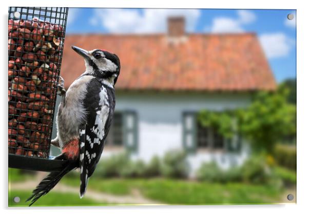 Young Great Spotted Woodpecker in Garden Acrylic by Arterra 