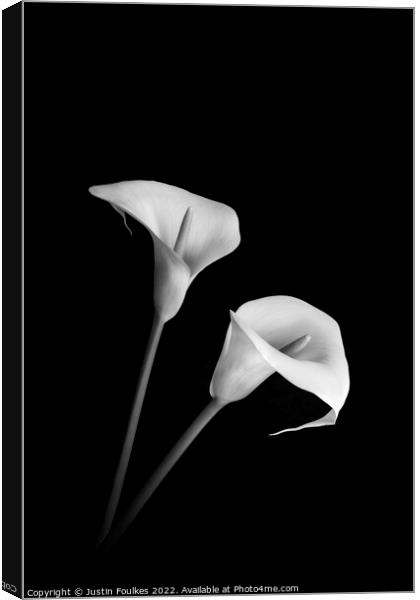 Arum Lilies Canvas Print by Justin Foulkes