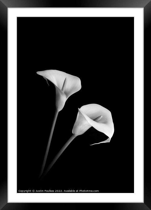 Arum Lilies Framed Mounted Print by Justin Foulkes