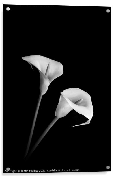 Arum Lilies Acrylic by Justin Foulkes
