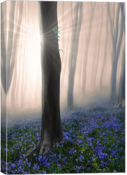 Woodland Sunbeams Canvas Print by David Neighbour