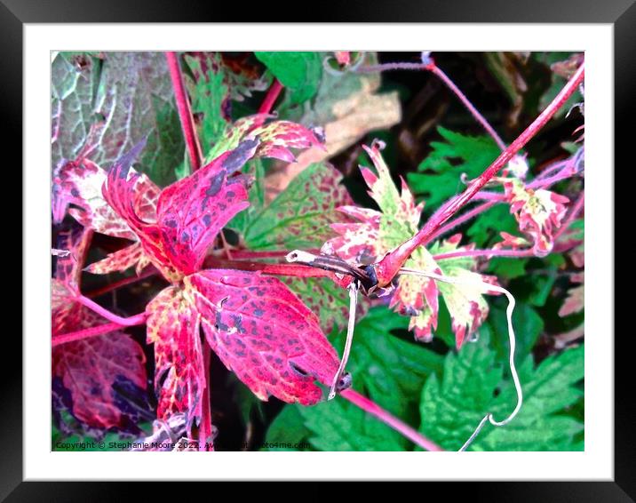 Colourful leaves Framed Mounted Print by Stephanie Moore