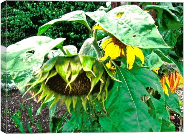 Dying sunflowers Canvas Print by Stephanie Moore