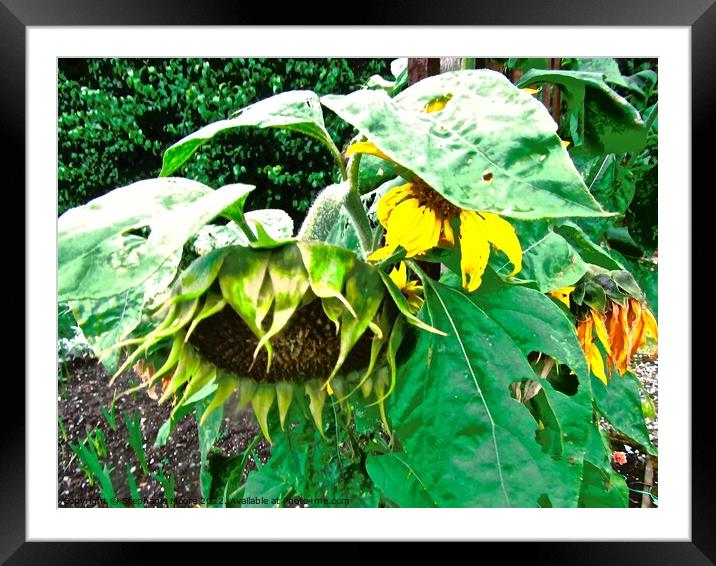 Dying sunflowers Framed Mounted Print by Stephanie Moore
