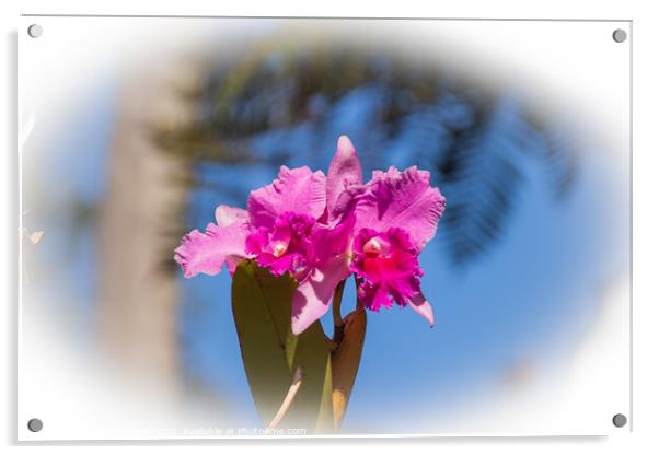 Tropical Iris Flower  Acrylic by Holly Burgess