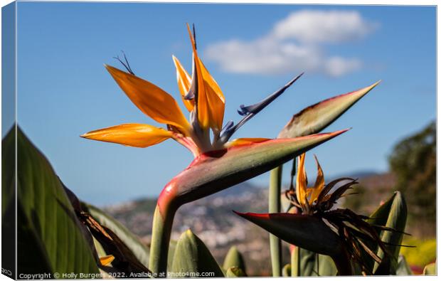 The Exquisite Bird of Paradise Canvas Print by Holly Burgess