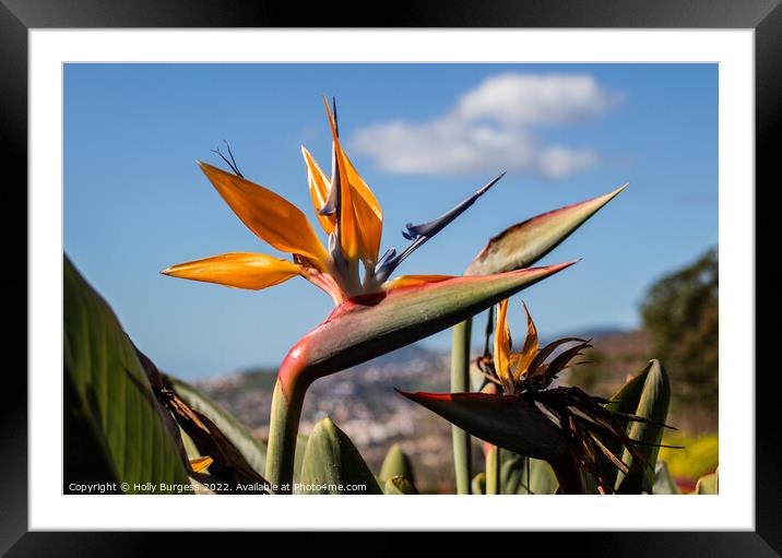 The Exquisite Bird of Paradise Framed Mounted Print by Holly Burgess