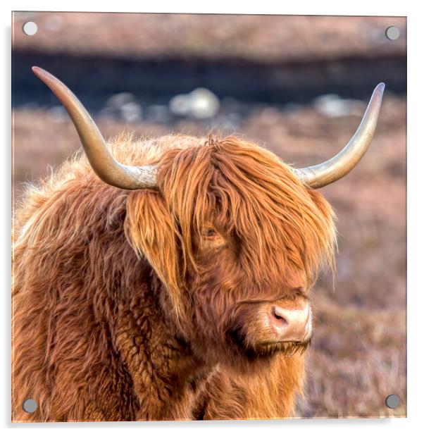 Highland Cow Acrylic by Derek Beattie
