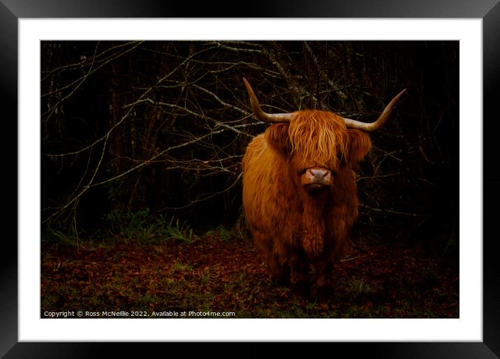 Wild Highland Cows CloseUp Framed Mounted Print by Ross McNeillie