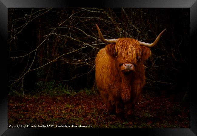 Wild Highland Cows CloseUp Framed Print by Ross McNeillie