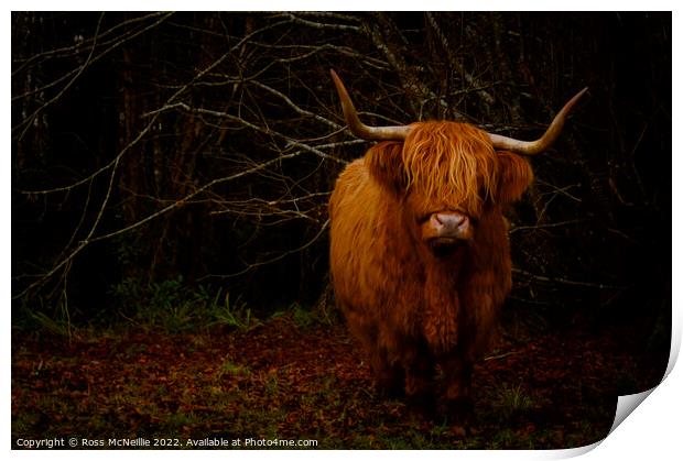 Wild Highland Cows CloseUp Print by Ross McNeillie