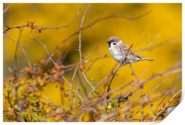 Tree sparrow (Passer montanus) Print by chris smith