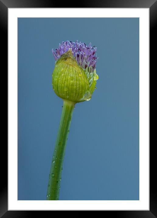 Allium Framed Mounted Print by chris smith
