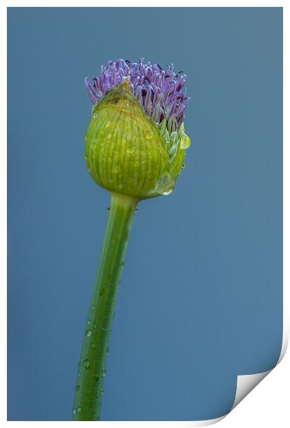 Allium Print by chris smith