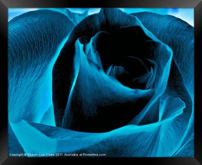 Electric blue rose Framed Print by Sharon Lisa Clarke