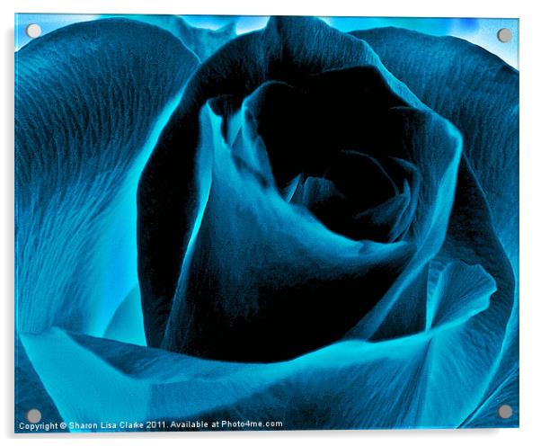 Electric blue rose Acrylic by Sharon Lisa Clarke