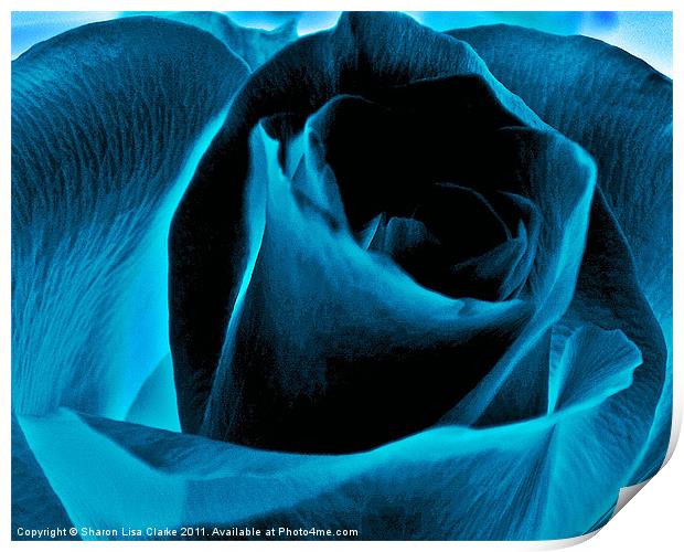 Electric blue rose Print by Sharon Lisa Clarke