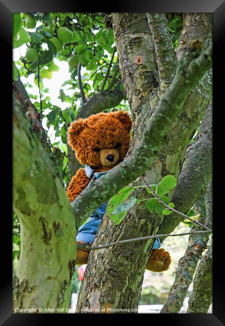 A teddy bear hanging on a tree branch Framed Print by Allan Bell