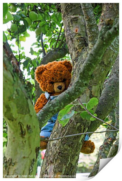 A teddy bear hanging on a tree branch Print by Allan Bell