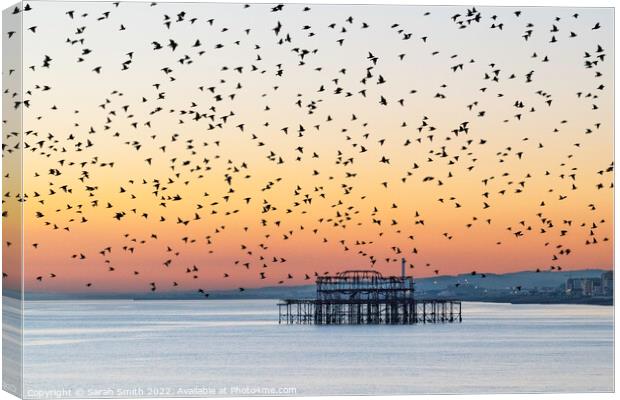 Starling Murmuration over Brighton Canvas Print by Sarah Smith
