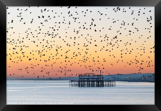 Starling Murmuration over Brighton Framed Print by Sarah Smith