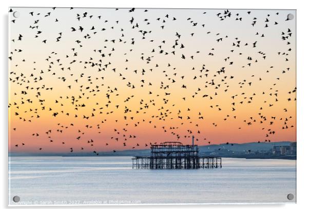 Starling Murmuration over Brighton Acrylic by Sarah Smith