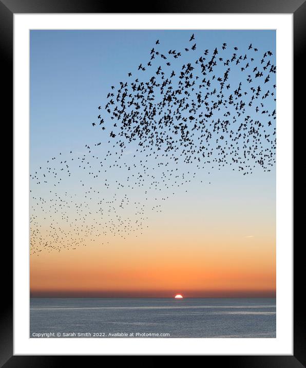 Starling Murmuration Sunset Framed Mounted Print by Sarah Smith