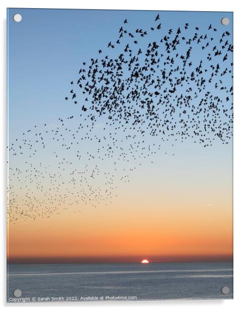 Starling Murmuration Sunset Acrylic by Sarah Smith