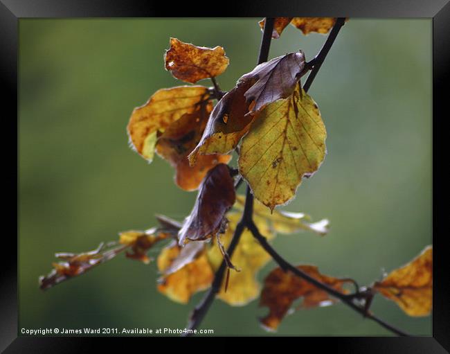 Autumnal leaves Framed Print by James Ward