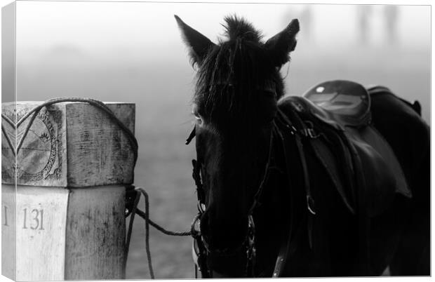horse waiting in fog in black and white Canvas Print by youri Mahieu