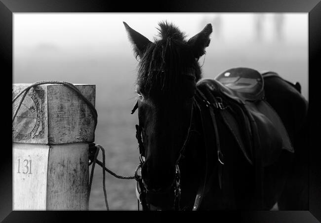 horse waiting in fog in black and white Framed Print by youri Mahieu
