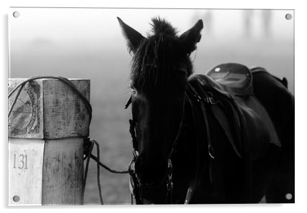 horse waiting in fog in black and white Acrylic by youri Mahieu