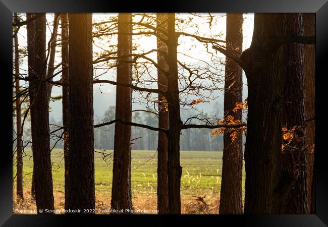 Sunset in the autumn pine forest. Countryside landscape. Czechia. Framed Print by Sergey Fedoskin