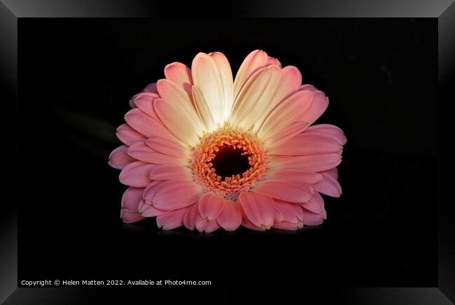 Gerbera in pink on black background lit by torchlight Framed Print by Helkoryo Photography