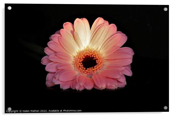 Gerbera in pink on black background lit by torchlight Acrylic by Helkoryo Photography