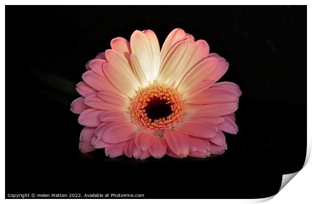 Gerbera in pink on black background lit by torchlight Print by Helkoryo Photography