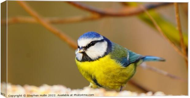 The Majestic Blue Tit Canvas Print by Stephen Hollin