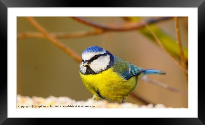 The Majestic Blue Tit Framed Mounted Print by Stephen Hollin