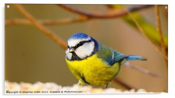 The Majestic Blue Tit Acrylic by Stephen Hollin