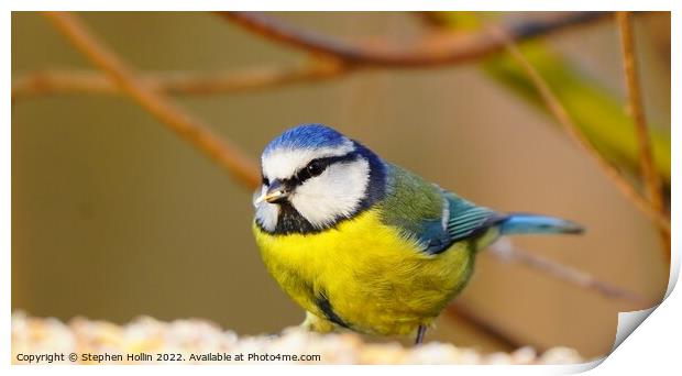 The Majestic Blue Tit Print by Stephen Hollin