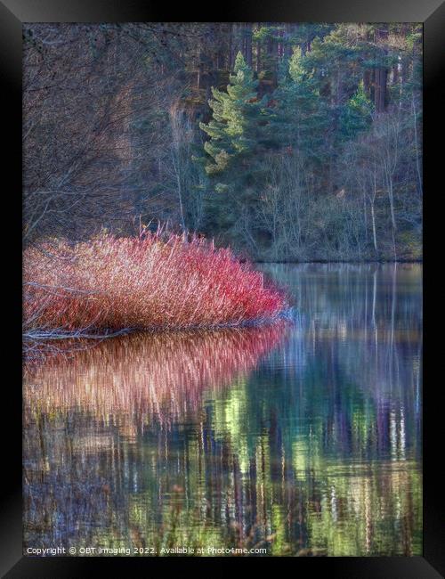 Winter Pink Pine Light Loch Reflection Highland Scotland Framed Print by OBT imaging