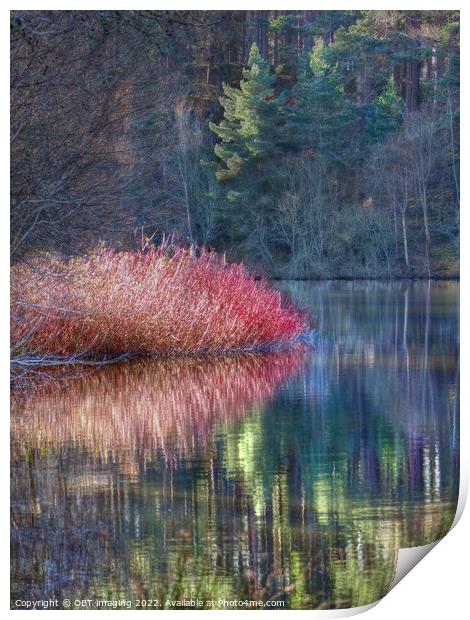 Winter Pink Pine Light Loch Reflection Highland Scotland Print by OBT imaging