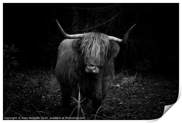 Highland Cow in the Forest Print by Ross McNeillie