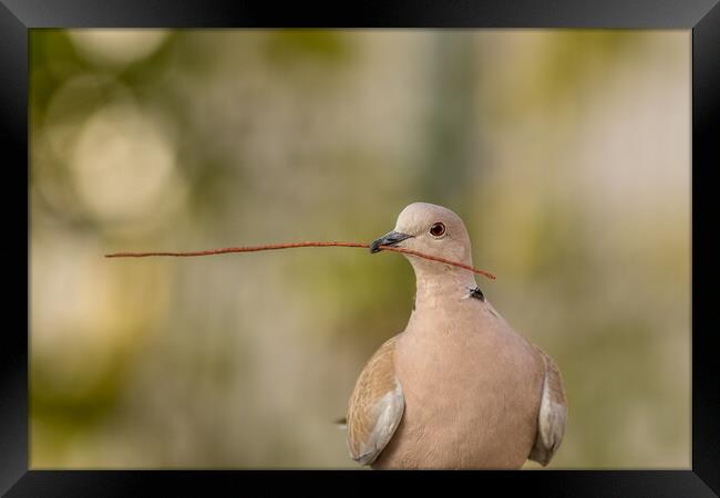 Eurasian collared dove Framed Print by chris smith