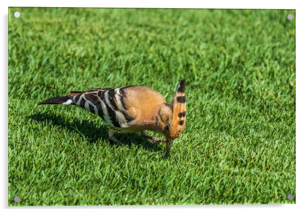 Hoopoe (Upupa epops) Acrylic by chris smith