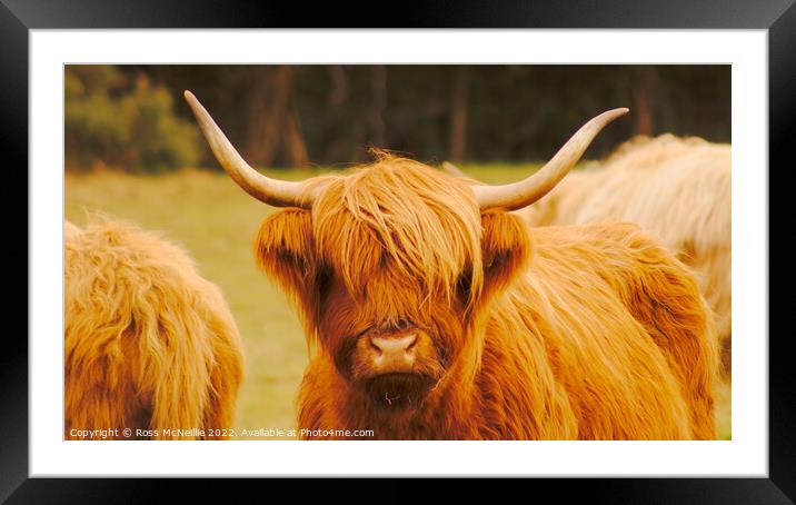 Highland Cattle Framed Mounted Print by Ross McNeillie