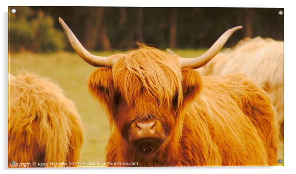Highland Cattle Acrylic by Ross McNeillie