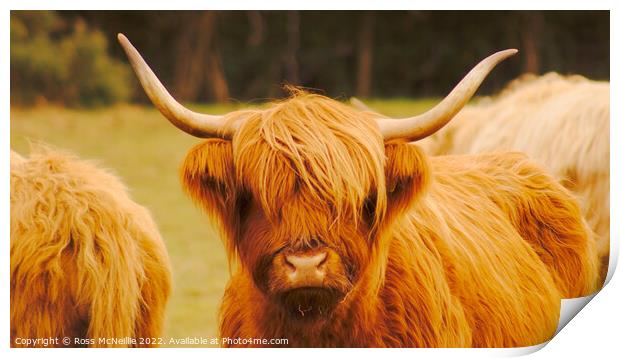 Highland Cattle Print by Ross McNeillie