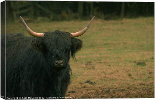 A Black Highland Cow Canvas Print by Ross McNeillie